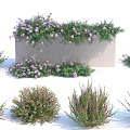 Various Types Of Shrubs With Purple Flowers And Green Leaves For Garden