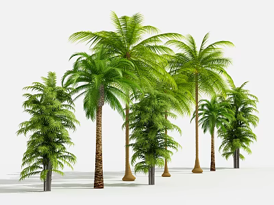 Various Tropical Trees with Green Foliage and Tall Brown Trunks 3d model