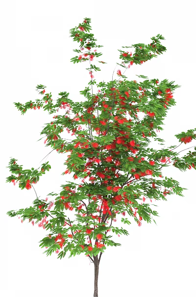 Lush Arbor With Green Leaves And Red Hanging Fruits In Natural View 3d model