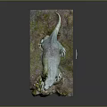 Lizard Anime Lizard Cartoon Lizard Reptile Cold Blooded Animal Reptile 3d model