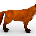 Red Fox With Orange Fur Standing And Open Mouth Isolated On White Background
