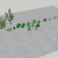 Diverse Green Plants Arranged On Gray Ground With Various Leafy Varieties