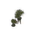 Two Bonsai Plants With Curved Trunks Potted In Grey Containers One On Wooden Stool