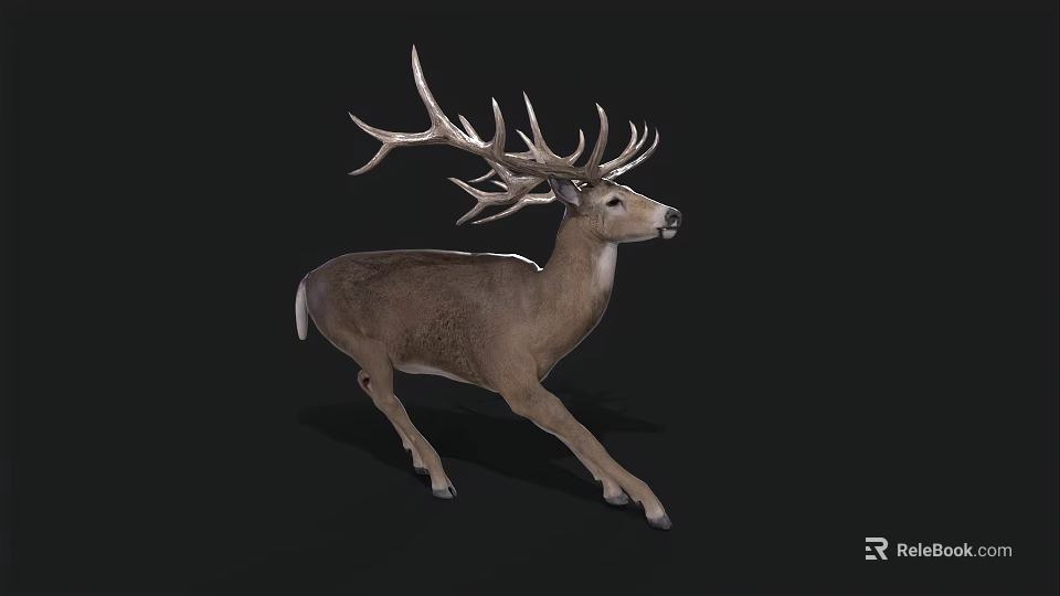A white-tailed deer with large branched antlers running on black background in dynamic motion 3d model 