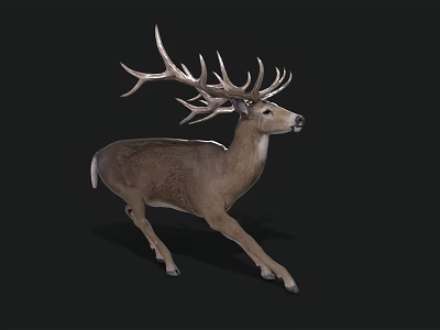 A white-tailed deer with large branched antlers running on black background in dynamic motion 3d model