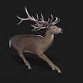 A white-tailed deer with large branched antlers running on black background in dynamic motion