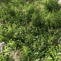 Lush Green Wild Plants Growing Among Natural Stones In Garden Area