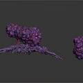 Purple Organ And Hair Resembling Structures With Large Base And Small Formation