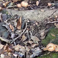 Natural Ground With Fallen Leaves Tree Trunk Mushrooms And Moss
