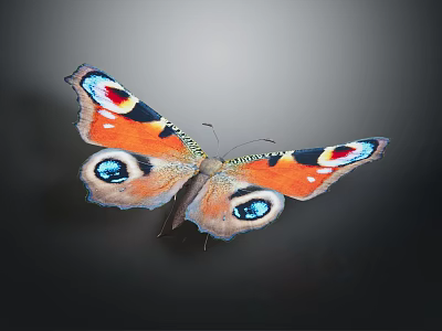 Vibrant Colorful Orange Butterfly With Blue Red Eye Spots On Beautiful Open Wings 3d model