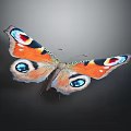 Vibrant Colorful Orange Butterfly With Blue Red Eye Spots On Beautiful Open Wings