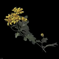 Yellow Flowers With Green Leaves Stems And Small Single Bloom On Dark Background