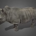 Detailed Realistic Rhinoceros 3D Model in Standing Pose on Gray Background