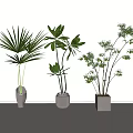 Indoor Potted Plants With Different Leaf Shapes In Decorative Planters On White Background