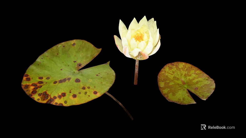 Yellow Lotus Flower With Green Leaves And Brown Spots On Black Background 3d model 