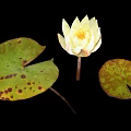 Yellow Lotus Flower With Green Leaves And Brown Spots On Black Background