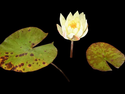 Yellow Lotus Flower With Green Leaves And Brown Spots On Black Background 3d model