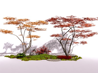 Landscape Landscaping 3D Plant Red Maple Acer Claw model