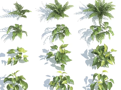 Various Types Of Green Plants With Different Leaf Shapes Display On White Background 3d model