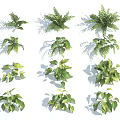 Various Types Of Green Plants With Different Leaf Shapes Display On White Background