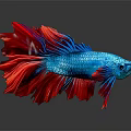 Colorful Blue and Red Betta Fish with Flowy Fins and Shiny Reflection