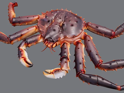 Giant King Crab With Large Claws And Long Spotted Legs On Gray Background 3d model