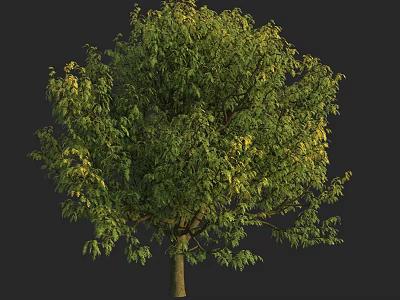 Lush Arbor With Vibrant Green Leaves And Strong Trunk In Natural Setting 3d model