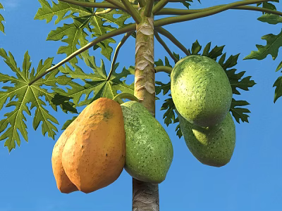 Papaya Tree With Hanging Orange And Green Papayas Against Blue Sky With Green Leaves 3d model