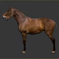 Realistic Brown Standing Horse On Dark Background With Clear Reflection 3d model