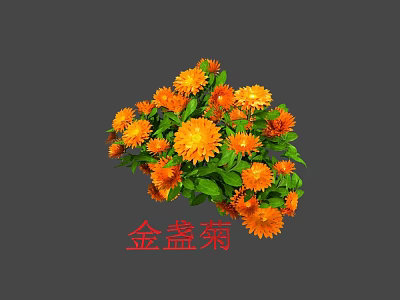 Blooming Calendula Flowers With Vibrant Orange Petals And Fresh Green Leaves 3d model