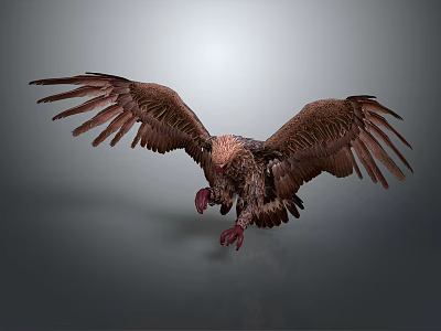 Majestic Brown Eagle Soaring With Spread Wings And Sharp Talons As Flying Animal 3d model Majestic Brown Eagle Soaring With Spread Wings And Sharp Talons As Flying Animal 3d model