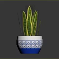 Snake Plant in Blue and White Patterned Pot With Green Leaves And Yellow Stripes