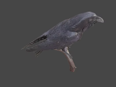 Black Crow Perched On Wooden Branch With Gray Background And Detailed Feathers 3d model