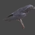 Black Crow Perched On Wooden Branch With Gray Background And Detailed Feathers