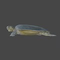 Gray Sea Turtle Swimming On Black Background With Detailed Features