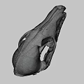 Detailed Animal Skull Specimen In Science Lab Research Environment