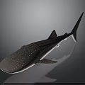 Detailed Whale Shark With Spotted Body On Gray Background Display Model