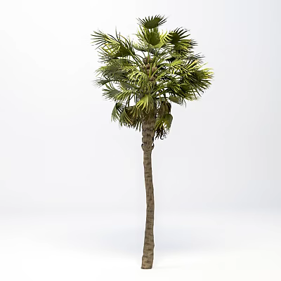 Tall Palm Tree With Green Fan Leaves And Brown Trunk In Natural Form 3d model