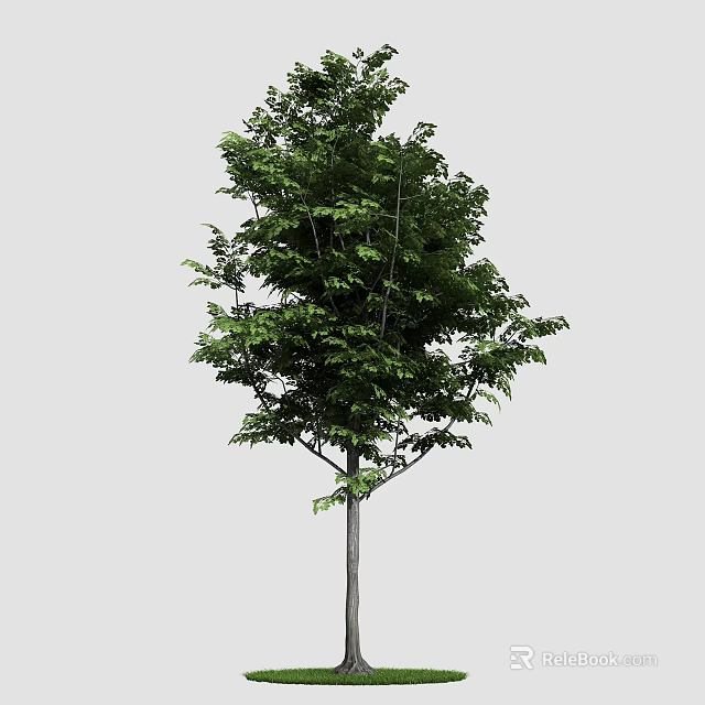 Lush Arbor Displaying Vibrant Green Leaves Sturdy Trunk And Balanced Canopy 3d model 