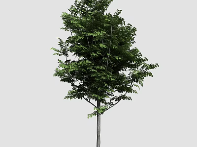 Lush Arbor Displaying Vibrant Green Leaves Sturdy Trunk And Balanced Canopy 3d model