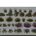 Various Types of Garden Flowers and Shrubs with Different Colors and Shapes
