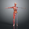 Human Anatomy 3D Model Showing Muscular Skeletal And Internal Organs Structure 3d model
