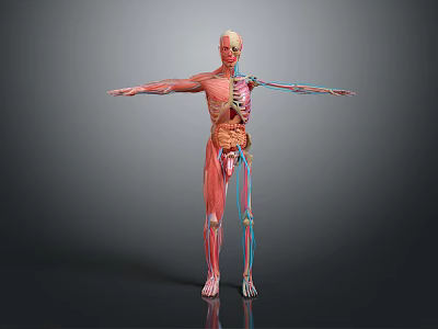 Human Anatomy 3D Model Showing Muscular Skeletal And Internal Organs Structure 3d model