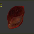 Elegant Natural Shell Decorative Ornament Set With Brown Red Glossy Texture For Home Decor