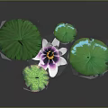 Vibrant Pink Lotus Flower With Purple Center And Green Leaves Stems