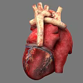 Human Chest Organ Heart 3D Model Showing Detailed Anatomy And Blood Vessels Structure