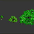 Three Vibrant Green Plants of Different Sizes on Dark Reflective Surface