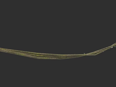 Long Green Natural Vine With Textured Surface And Curved Growth Pattern 3d model