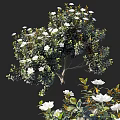 Shrub with Lush Green Foliage and White Blossoms in Natural Bushy Growth