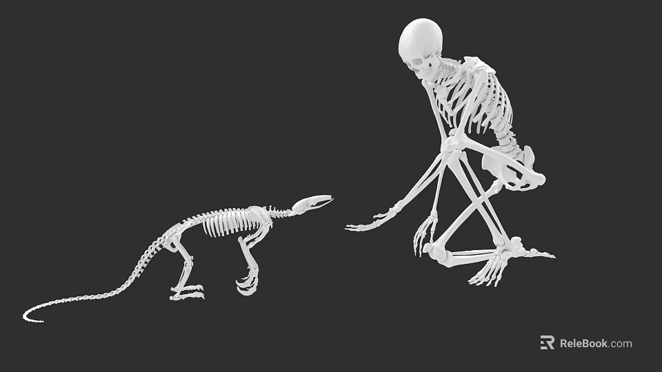 Human And Animal Skeleton Models In Interactive Pose On Black Background 3d model 